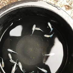 【メダカ】エンゼルダルマの画像