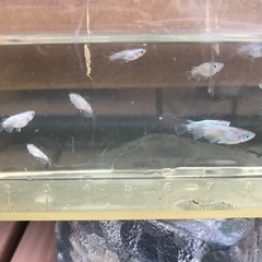 【メダカ】エンゼルダルマの画像