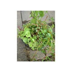 6種類の水草の寄せ植えの画像