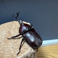 カブトムシ 1ペアの画像