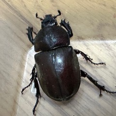 カブトムシ 1ペアの画像