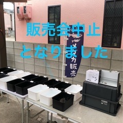 【販売中止のお知らせ】　8月3日(日）　メダカ販売