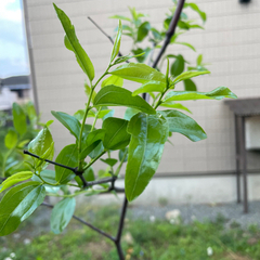 ナツメ　大苗　苗木の画像