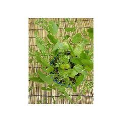 水草のウォーターコイン花がさいてますの画像
