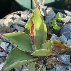 多肉植物(アガベなど)
の画像