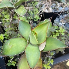 多肉植物(アガベなど)
の画像
