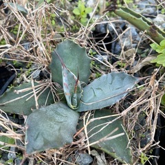 多肉植物(アガベなど)
の画像