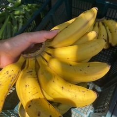 【無農薬】島バナナ　他の画像