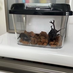 カブトムシの画像
