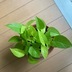 ランキングキーワードに紐づく投稿画像-観葉植物