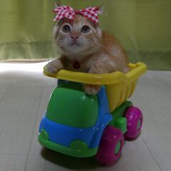 兵庫県小野市のおニャン子姉妹です！！🐈