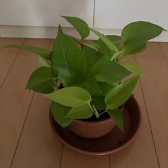 観葉植物　ポトスライムの画像