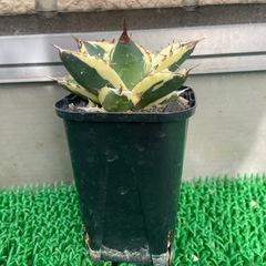 アガベ　スナグルトゥース
の画像