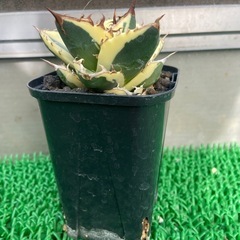 アガベ　スナグルトゥース
の画像