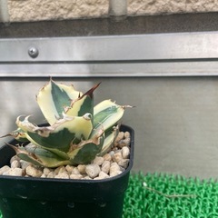 アガベ　スナグルトゥース 
の画像