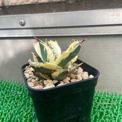 アガベ　スナグルトゥース 
の画像