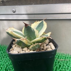 アガベ　スナグルトゥース 
の画像