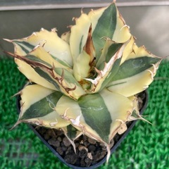 アガベ　スナグルトゥースの画像