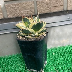 アガベ　スナグルトゥースの画像