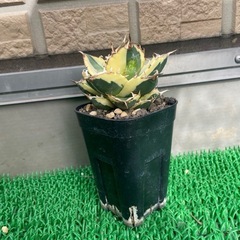 アガベ　スナグルトゥースの画像