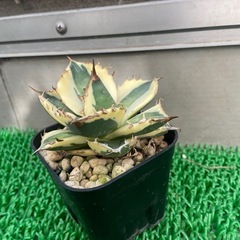 アガベ　スナグルトゥース
の画像