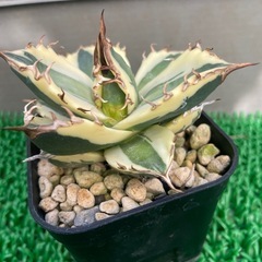 アガベ　スナグルトゥース
の画像
