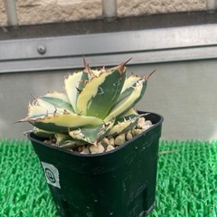 アガベ　スナグルトゥース
の画像
