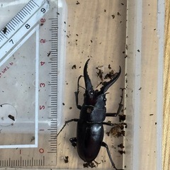 クワガタ小さめ採取したものの画像