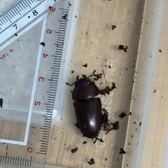 クワガタ小さめ採取したものの画像