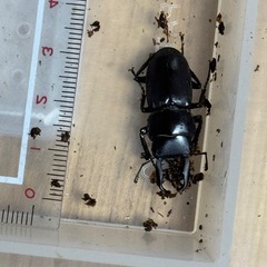 クワガタ小さめ採取したものの画像