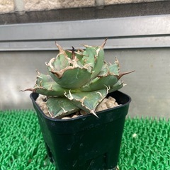 アガベ　チタノタ　ノーネーム
の画像