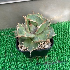 アガベ　チタノタ　ノーネーム
の画像