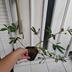 ランキングキーワードに紐づく投稿画像-観葉植物
