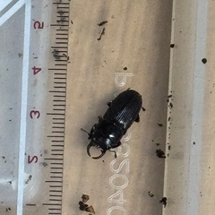 小さいクワガタさんの画像