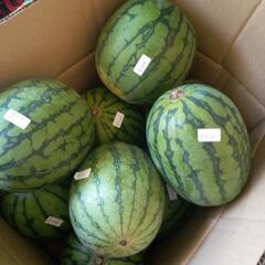 赤小玉スイカ🍉の画像