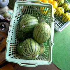 赤小玉スイカ🍉の画像