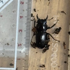 愛知県天然クワガタの画像