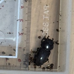愛知県天然クワガタの画像
