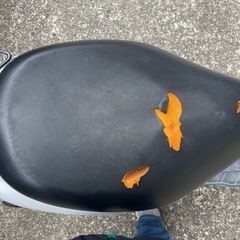 再出品！実働原付きバイクレッツ4の画像