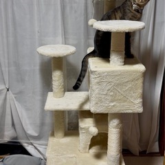キャットタワーの画像