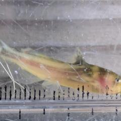 ギバチの幼魚の画像