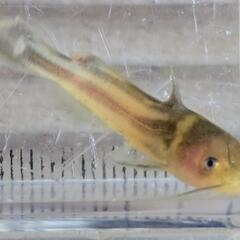ギバチの幼魚の画像