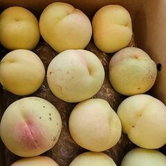 赤磐市の桃 大きな夢白桃①の画像