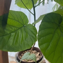 ウンベラータ　　47cmの画像