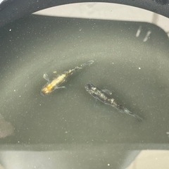 【現物出品】菊間メダカさん直系銀鱗紅玉2ペア(オス2メス2)1000円の画像