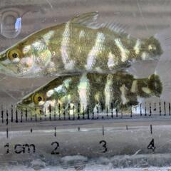 アカメ 3〜5cm の画像