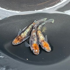 【現物出品】種親朱光菊トリオ(オス1メス2)2000円の画像
