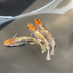 【現物出品】種親朱光菊トリオ(オス1メス2)2000円の画像