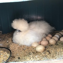 烏骨鶏の有精卵の画像