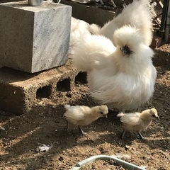 烏骨鶏の有精卵の画像